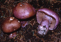 Cortinarius variecolor
