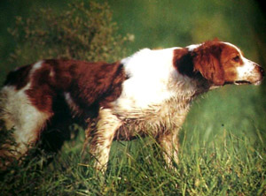 breton in ferma: il cane di mio suocero, si chiamava HAGH, come il caff