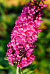 Buddleja.jpg (60963 byte)