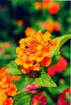 Lantana.jpg (51903 byte)