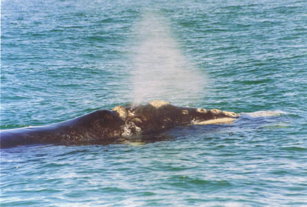 Le Balene australi della baia di Hermanus