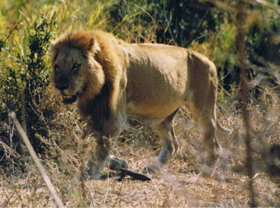 Un leone a caccia