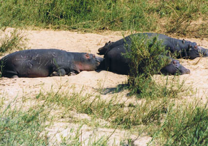 Ippopotami in siesta