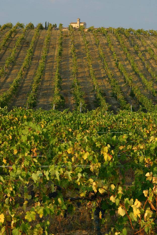 Pontingano Monatery on top a Tuscant vineyard