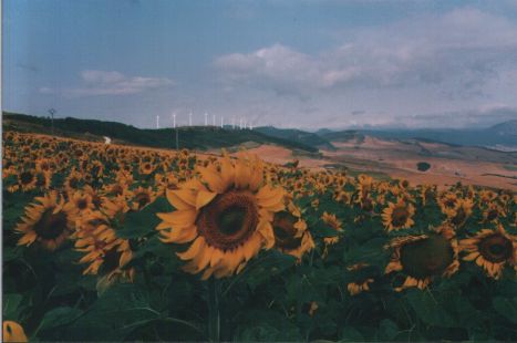 Girasoli