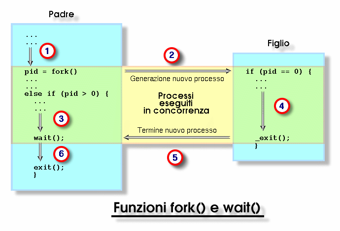 Funzioni fork() e wait()