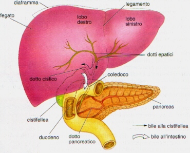 Pancreas E Fegato