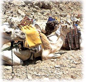 I cammelli in Egitto