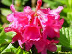 Rododendro Ferrugineo