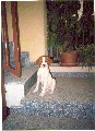 Rex sulle scale