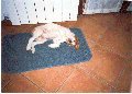 Rex che dorme