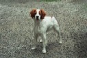 Rex