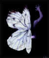 butterfly1pf.jpg (169359 byte)