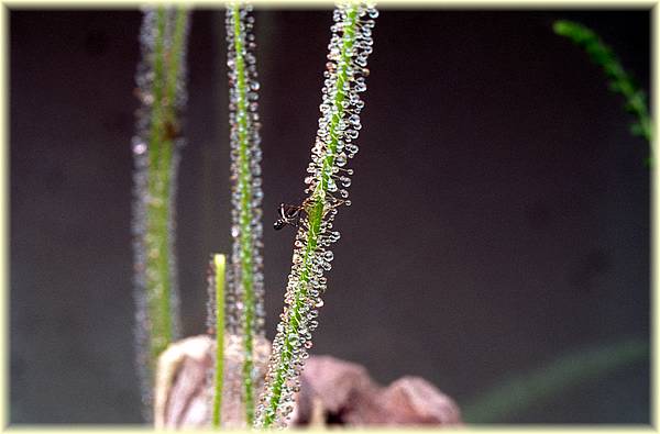 drosera filiformis 01.jpg