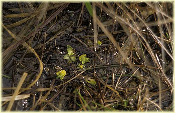 pinguicula vulgaris (hibernaculum) 01.jpg
