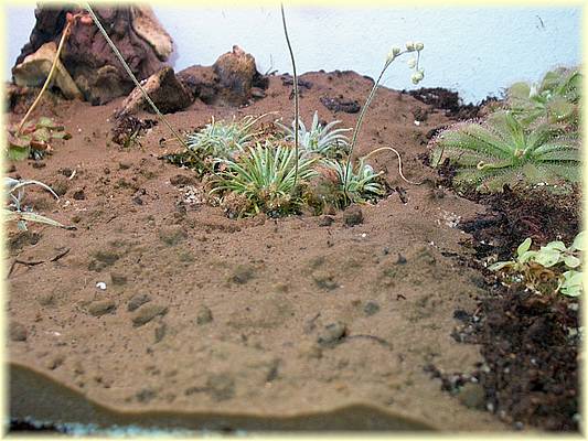 drosera lanata (begin of dormancy)01.jpg