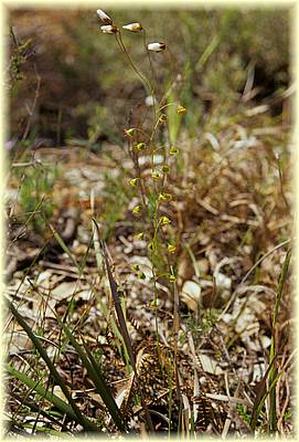 drosera huegellii 01.jpg