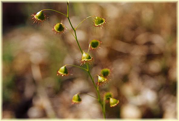 drosera huegellii 02.jpg