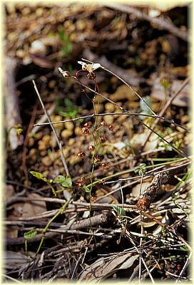 drosera huegellii 04.jpg