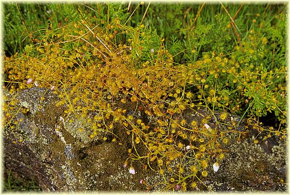 drosera macrantha macrantha 02.jpg