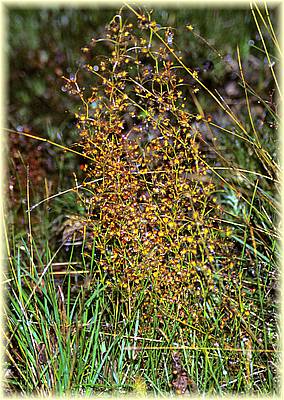 drosera macrantha macrantha 04.jpg