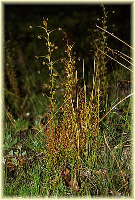 drosera macrantha macrantha 05.jpg