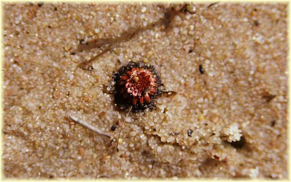 drosera nitidula nitidula 01.jpg