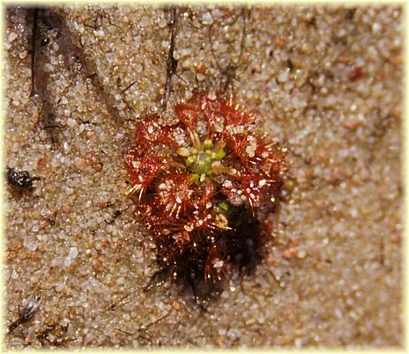 drosera nitidula nitidula 02.jpg