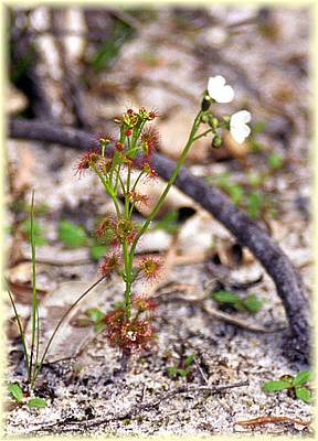 drosera not identified 02.jpg