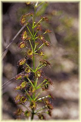 drosera not identified 03.jpg