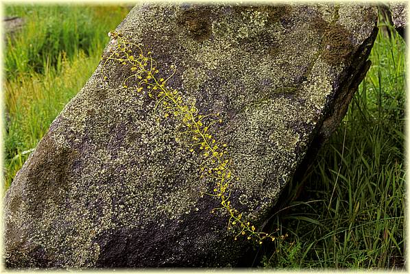 drosera pallida 01.jpg