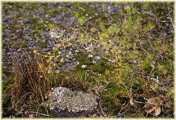 drosera pallida 03.jpg