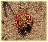 drosera nitidula nitidula 02.jpg