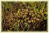 drosera pallida 02.jpg