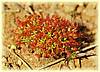 drosera stelliflora 02 copia.jpg