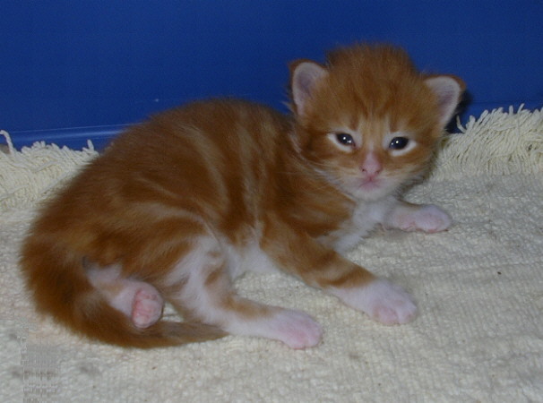 I Bellissimi Gatti Maine Coon Gatti Gattini E Cuccioli Dell Allevamento Whiteforest