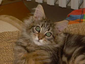 I Bellissimi Gatti Maine Coon Gatti Gattini E Cuccioli Dell Allevamento Whiteforest