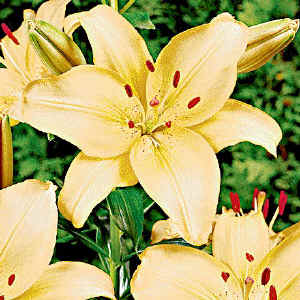 lilium2.jpg (103874 byte)