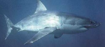 Esemplare di squalo bianco