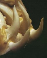 Denti di squalo mako (Isurus oxyrinchus)
