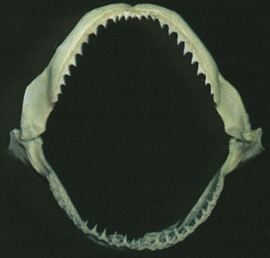 Mascella di squalo pinna nera (Carcharhinus melanopterus)